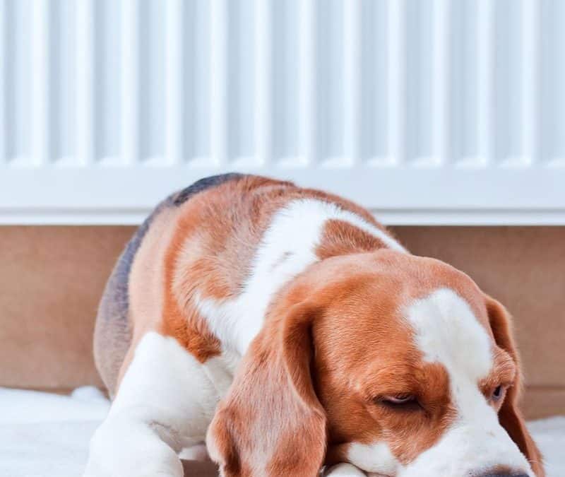 Recipe: Tender Bacon and Mushroom Omelet That Is Actually Good For Your Health